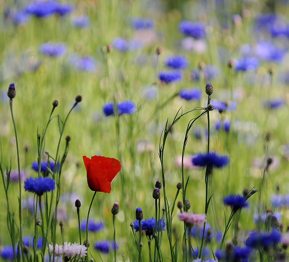 Summer Flower Meadow, Landford